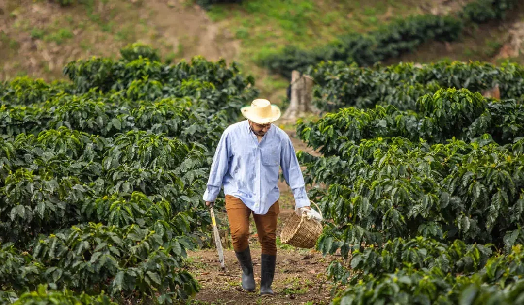 The Powerful Secret Behind Export-Quality Coffee That Boosts Health & Market Value
