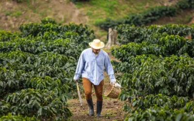 The Powerful Secret Behind Export-Quality Coffee That Boosts Health & Market Value