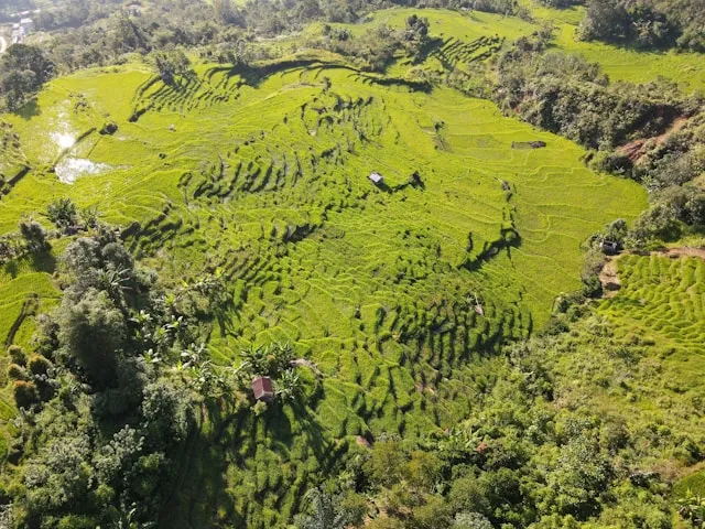 Sumatra Java Sulawesi green coffee beans Indonesia